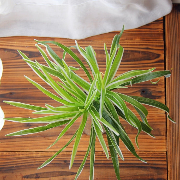 2 PCS Artificial Plants For Plastic Flowers Household Store Supplies Decoration Sabaigrass With White