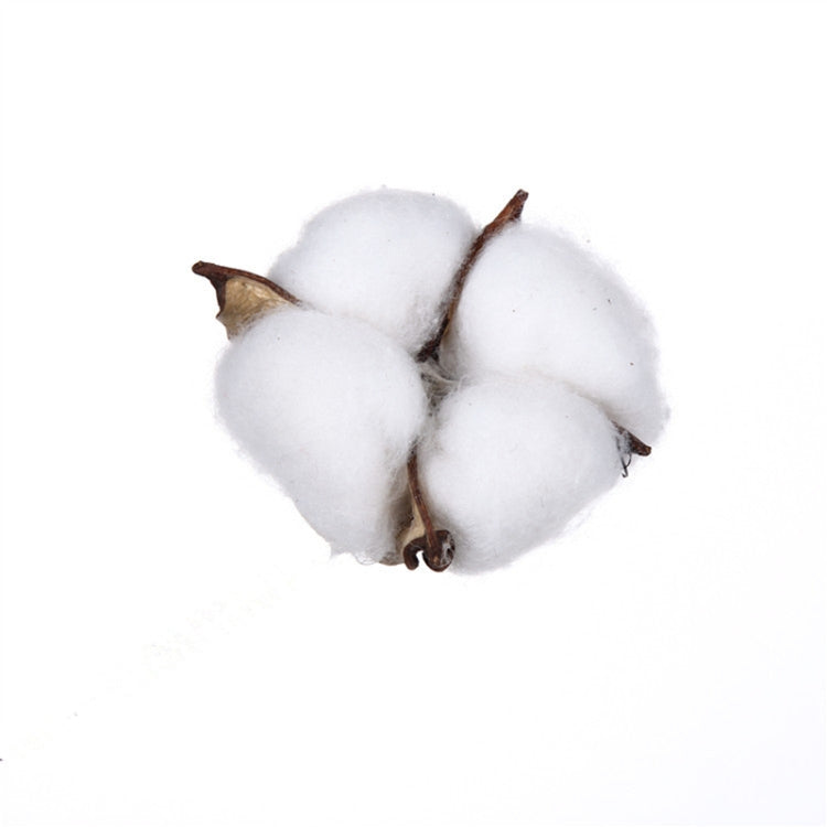 10 PCS Natural Cotton Balls Dry Flower Plants Party Birthday Hotel Courtyard Decoration