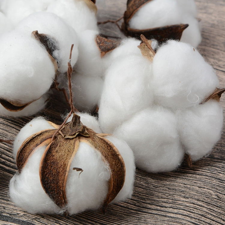 10 PCS Natural Cotton Balls Dry Flower Plants Party Birthday Hotel Courtyard Decoration