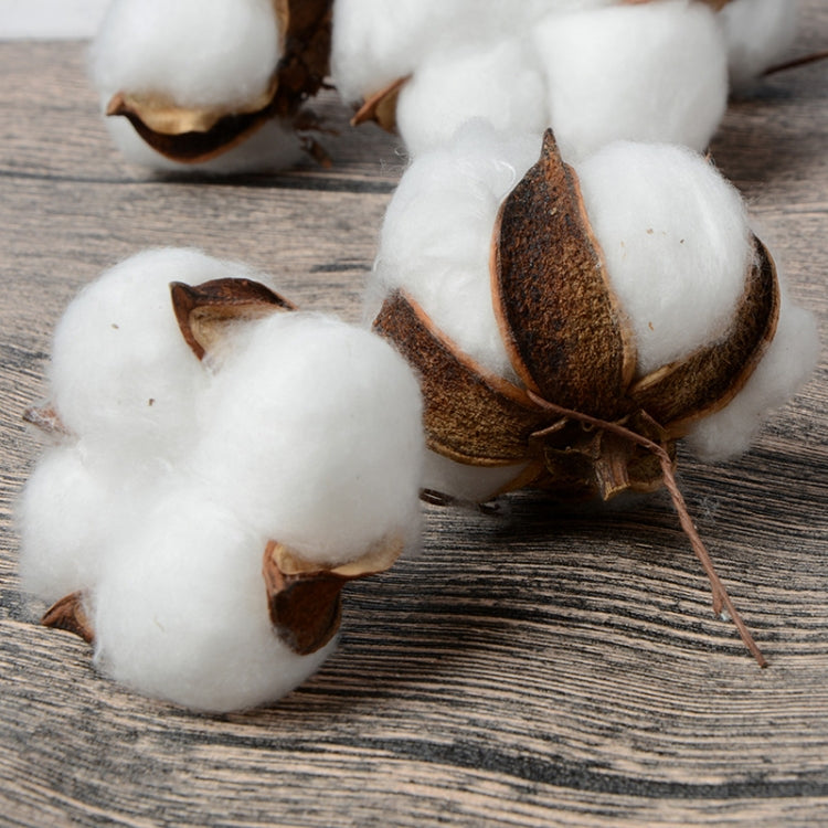 10 PCS Natural Cotton Balls Dry Flower Plants Party Birthday Hotel Courtyard Decoration