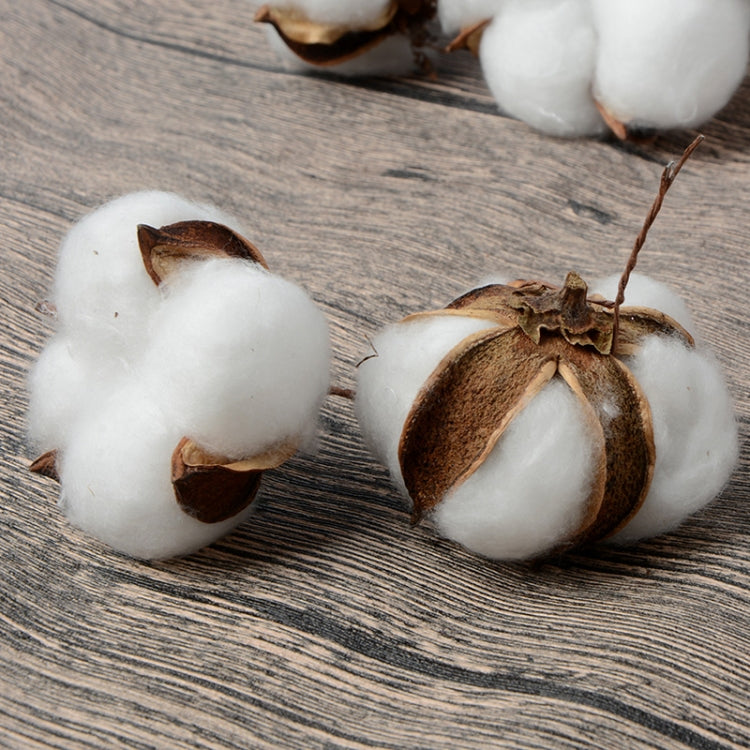 10 PCS Natural Cotton Balls Dry Flower Plants Party Birthday Hotel Courtyard Decoration