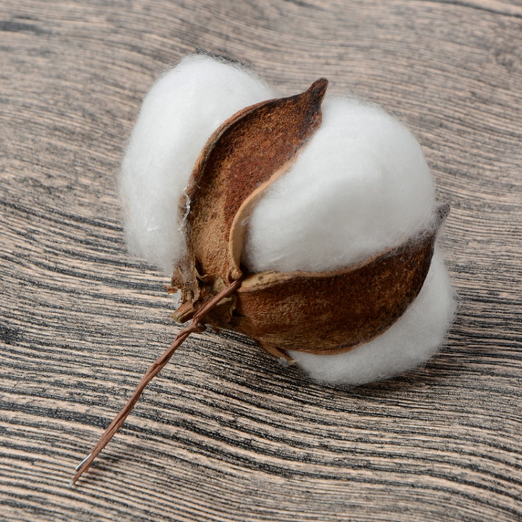 10 PCS Natural Cotton Balls Dry Flower Plants Party Birthday Hotel Courtyard Decoration