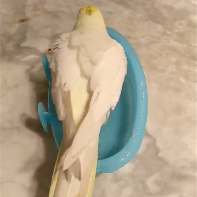 Parrot Round Bath Basin Shower Bathtub Kit Bird Bathtub Bathing Supplies, Style:No mirror