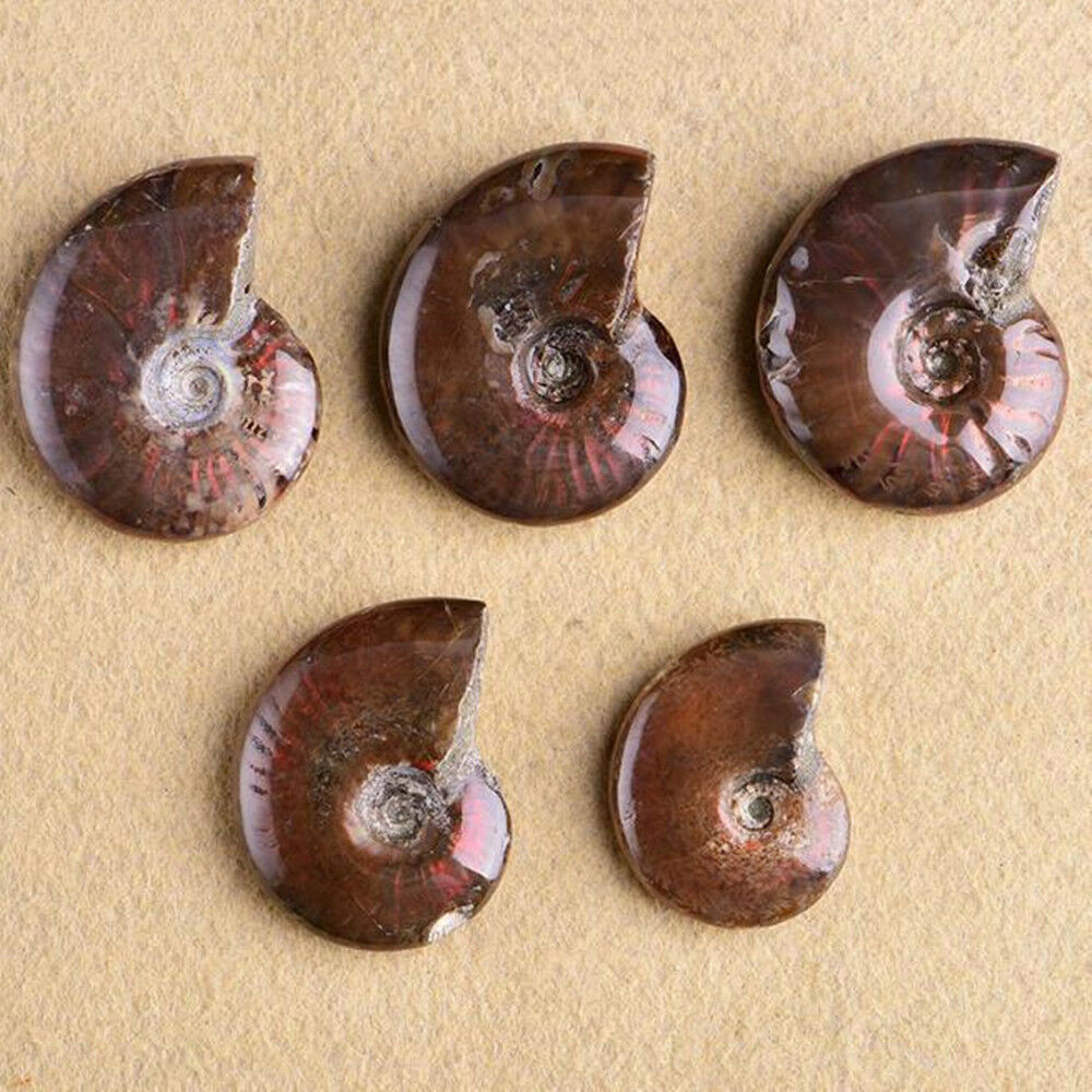 100% Natural Iridescent Ammonite Ammolite Facet Specimen Madagascar Stone Gifts