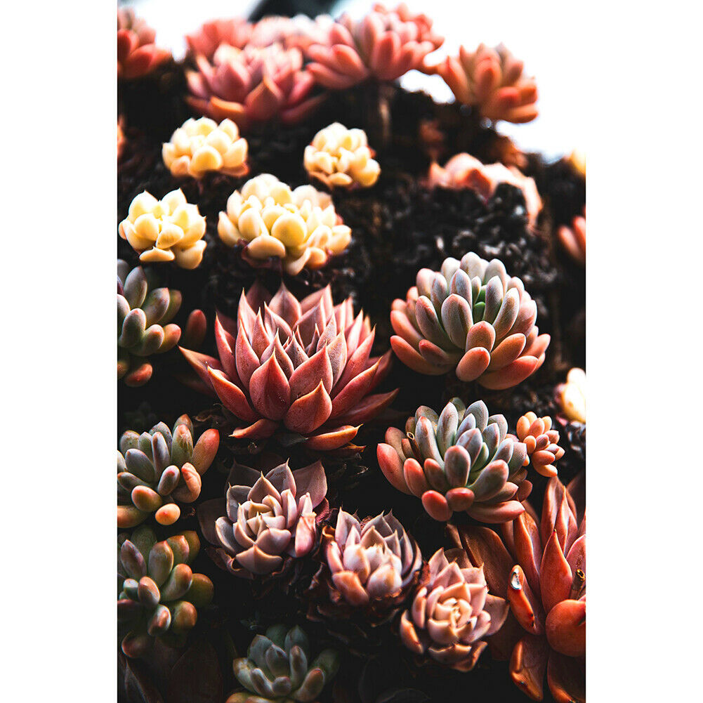 1000 Pieces Adults Kids Paper Jigsaw Puzzles Fleshiness Assembling Picture  @