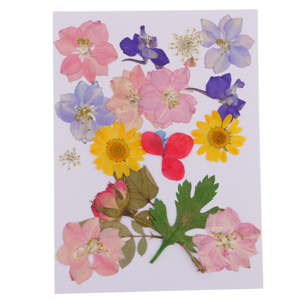 Mult Styles Real Press Flowers Leaves Natural Dried Flowers for Scrapbooking