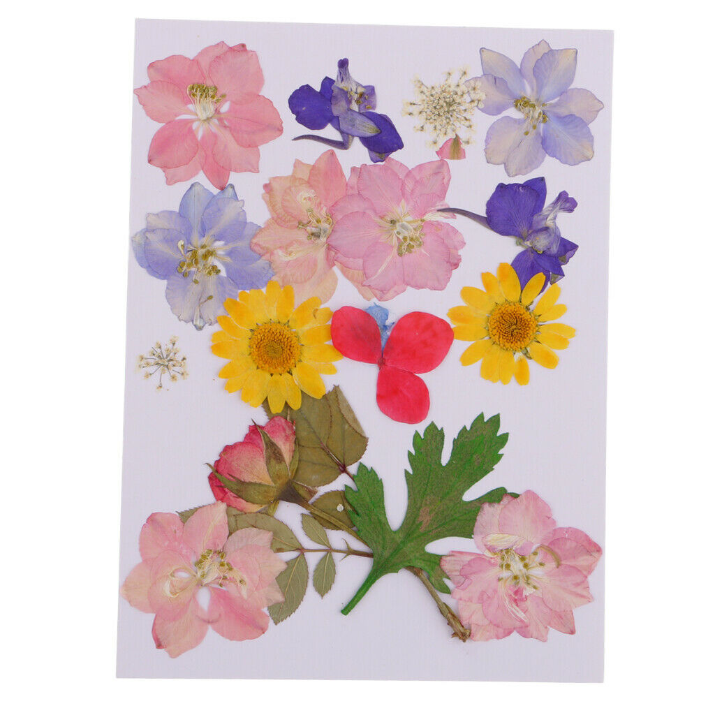 Mult Styles Real Press Flowers Leaves Natural Dried Flowers for Scrapbooking
