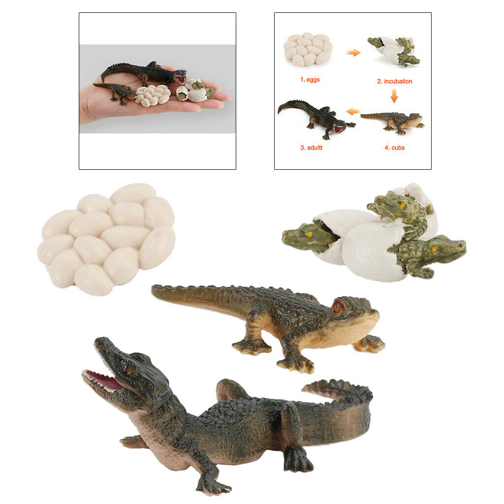 Nature Life Cycle of Alligator 4 Stage Growth Cognitive Imagination Toys