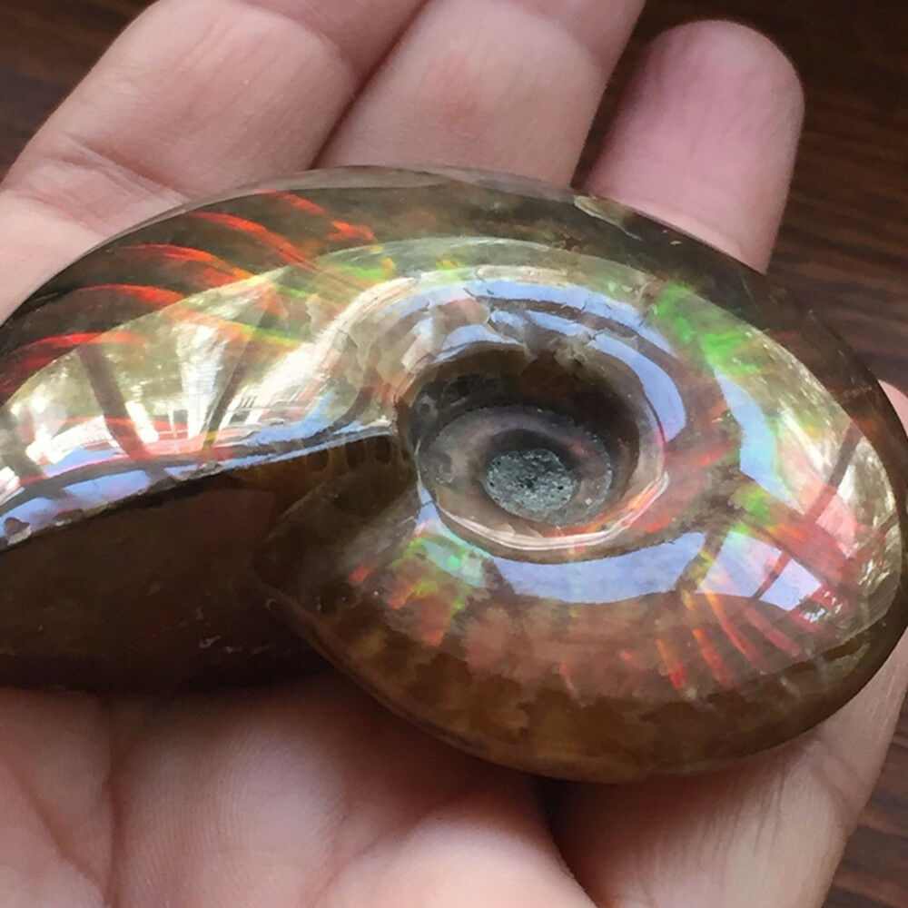100% Natural Iridescent Ammonite Ammolite Facet Specimen Madagascar Stone Gifts