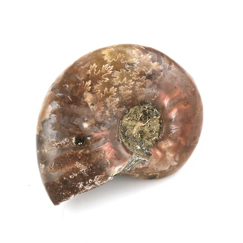 100% Natural Iridescent Ammonite Ammolite Facet Specimen Madagascar Stone Gifts