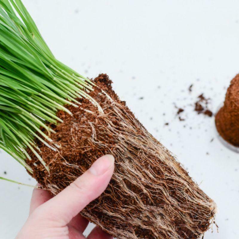 Mini Bonsai Nutritious Soil Cat Grass Meaty Potted Coconut Husk Powder Low Salt