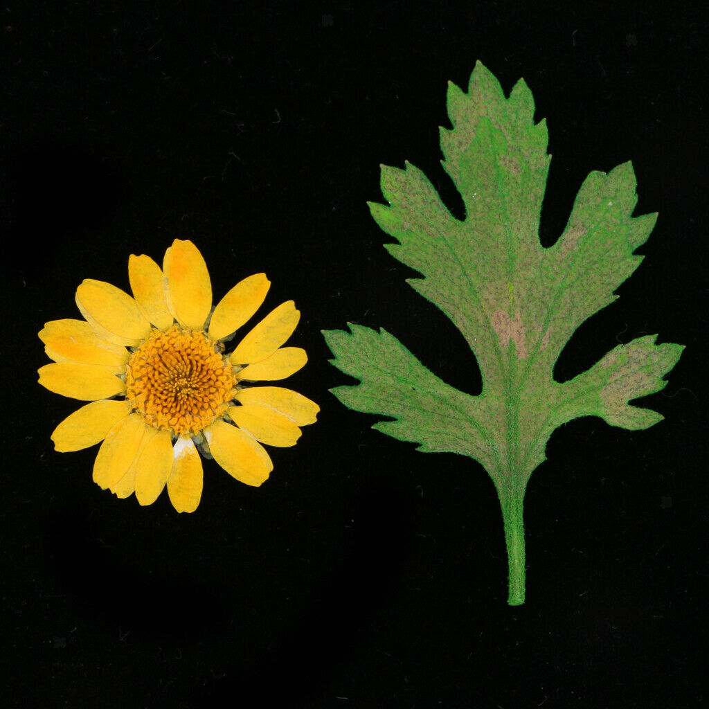 Mult Styles Real Press Flowers Leaves Natural Dried Flowers for Scrapbooking