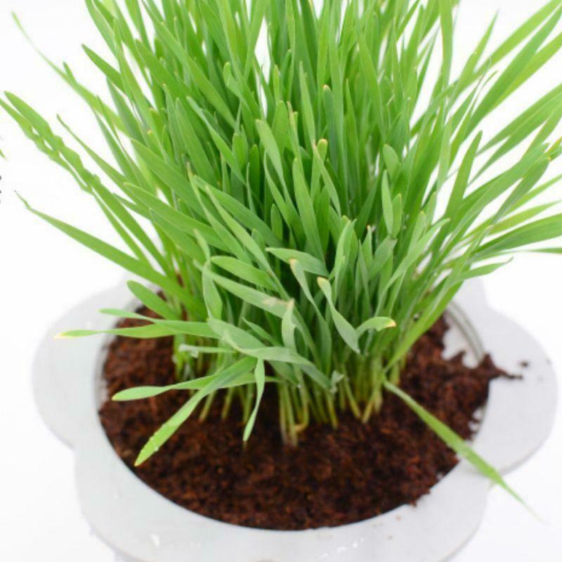 Mini Bonsai Nutritious Soil Cat Grass Meaty Potted Coconut Husk Powder Low Salt