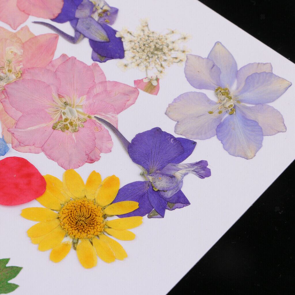 Mult Styles Real Press Flowers Leaves Natural Dried Flowers for Scrapbooking