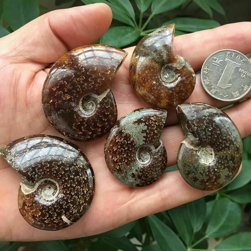 100% Natural Nautilus Fossil Specimen Shell Healing Madagascar 30-40mm