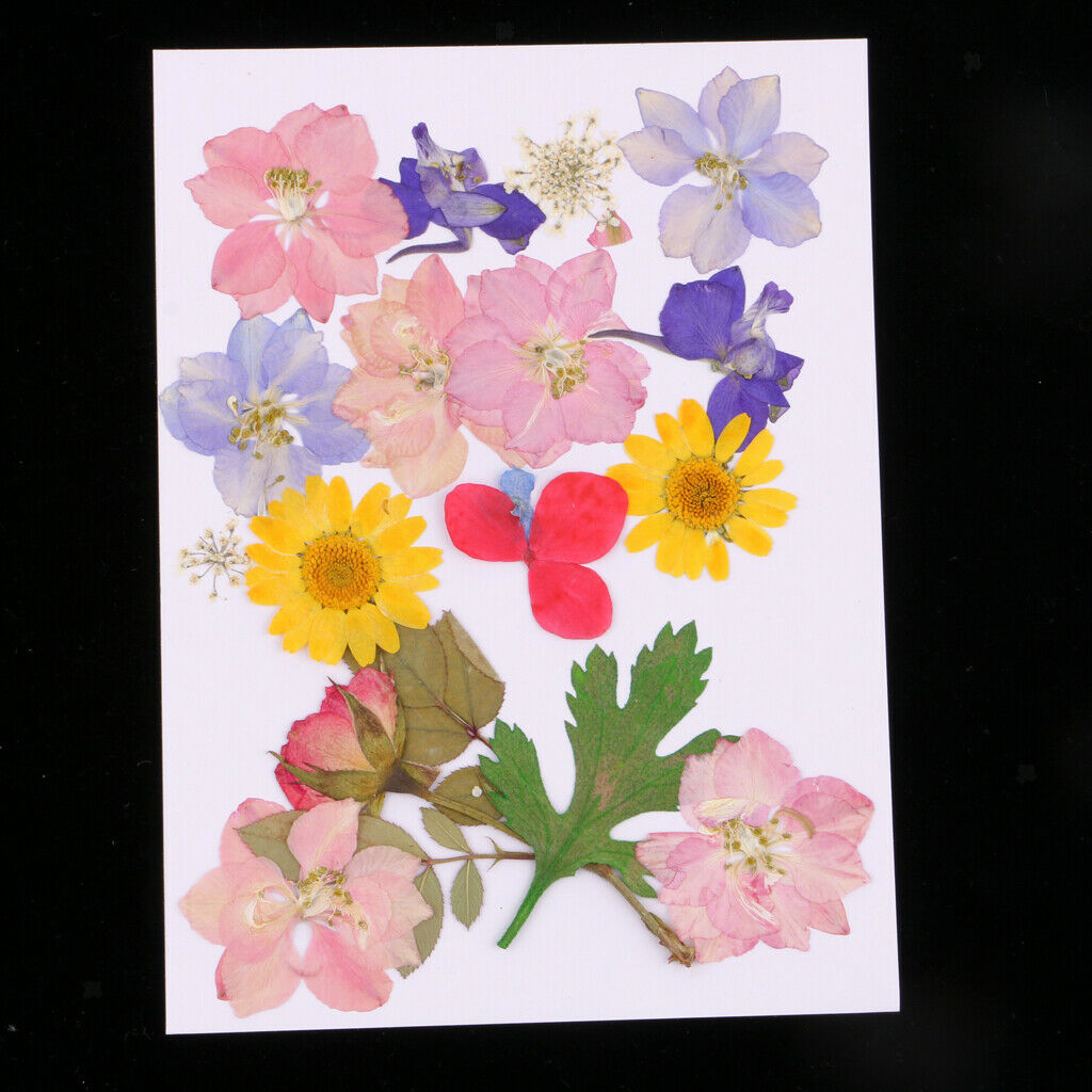 Mult Styles Real Press Flowers Leaves Natural Dried Flowers for Scrapbooking
