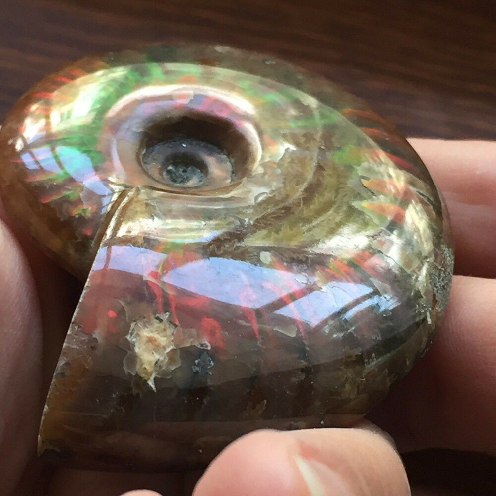 100% Natural Iridescent Ammonite Ammolite Facet Specimen Madagascar Stone Gifts