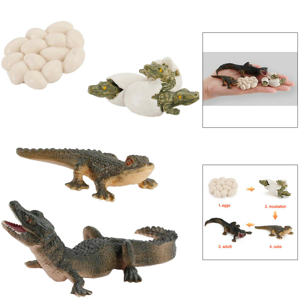 Nature Life Cycle of Alligator 4 Stage Growth Cognitive Imagination Toys
