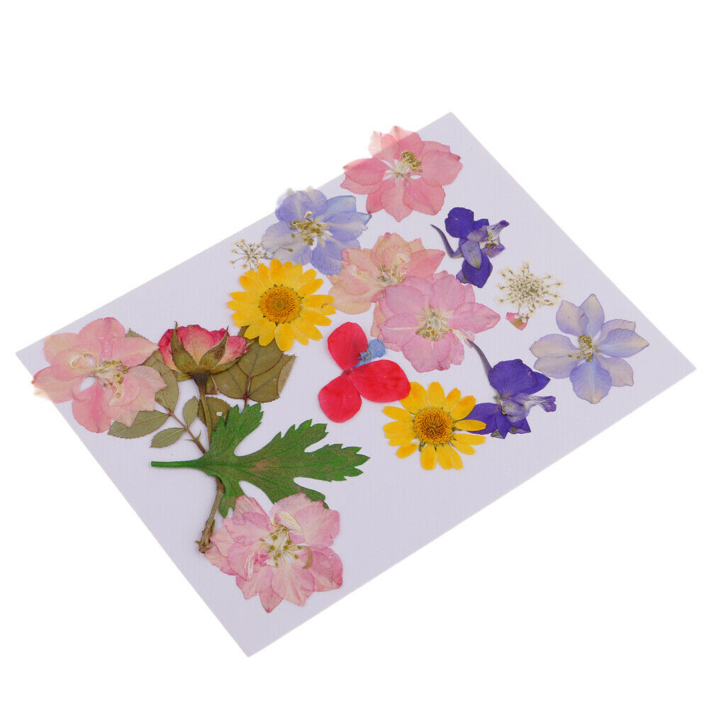 Mult Styles Real Press Flowers Leaves Natural Dried Flowers for Scrapbooking