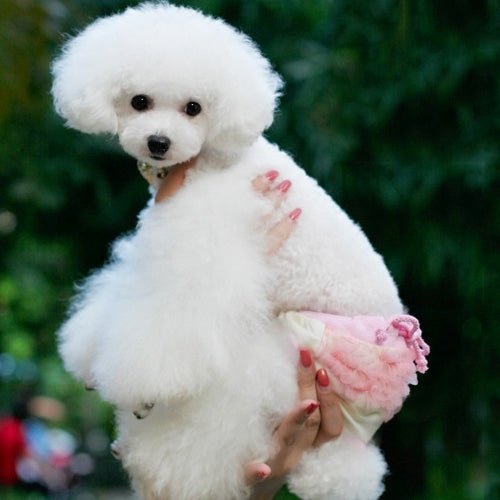 Pet Lace and String Sanitary Pants Underwear, Size: XL (Waistline: About 50cm), Random Color Delivery