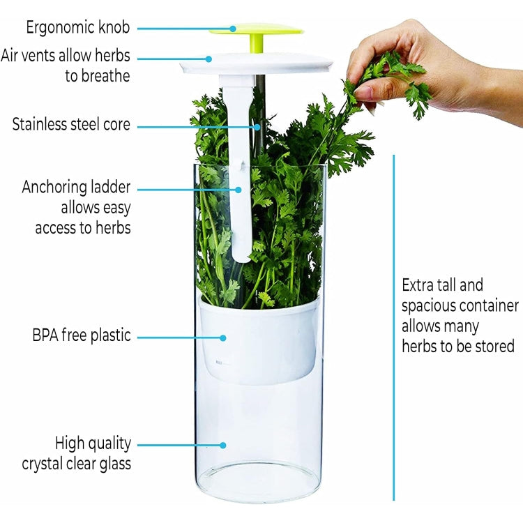 Herb Cilantro Preservation Storage Box Vegetable Keep Fresh Container, Size:31 x 12cm