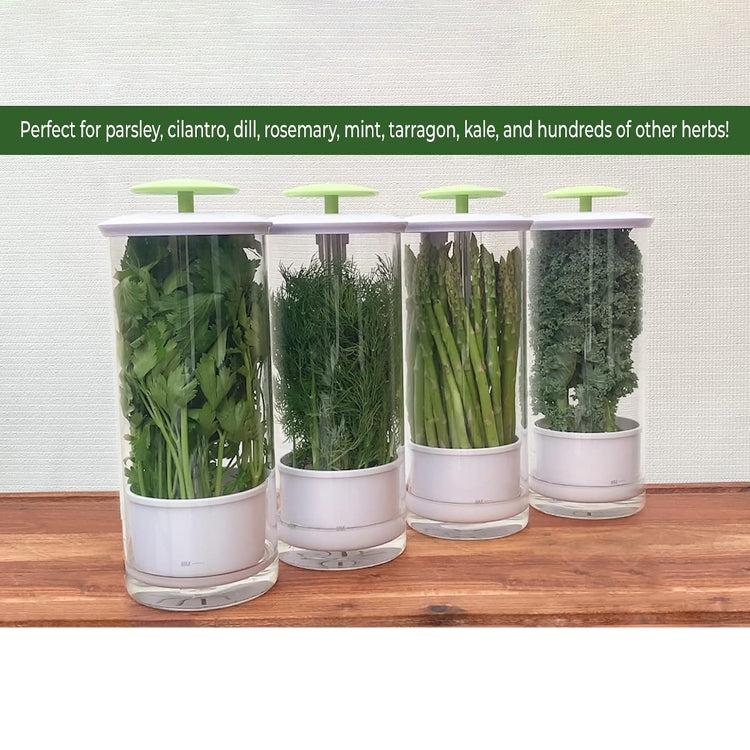 Herb Cilantro Preservation Storage Box Vegetable Keep Fresh Container, Size:31 x 12cm