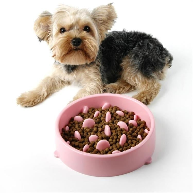Pet Bowl Preventing Choking PP Bowl