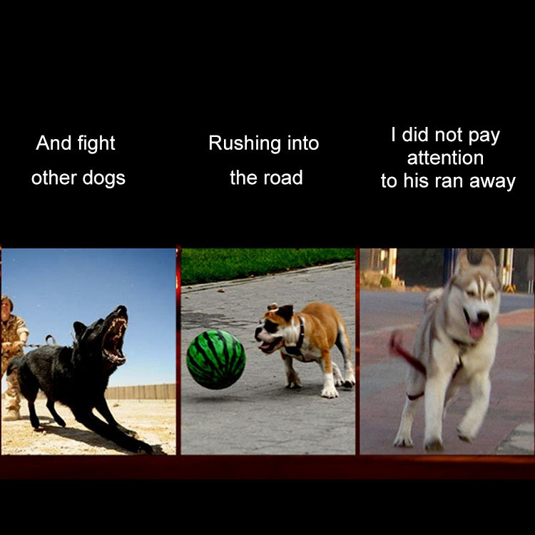 Medium and Large Dog Pet Solar + USB Charging LED Light Collar,