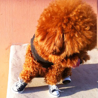 Dark Blue Dog Strap Sports Shoes / Pet Shoes (4pcs in one package and the Price for 4pcs)