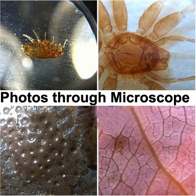 60-100X Zoom Digital Cell Phone Microscope Maginifier + Back Cover for iPhone 5 & 5S(Black)