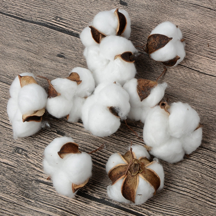 10 PCS Natural Cotton Balls Dry Flower Plants Party Birthday Hotel Courtyard Decoration