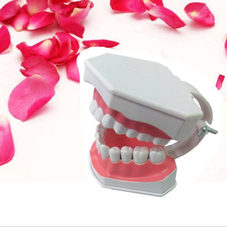 Oral Care Dental Model Children Early Education Brushing Demonstration Kindergarten Teaching Aids