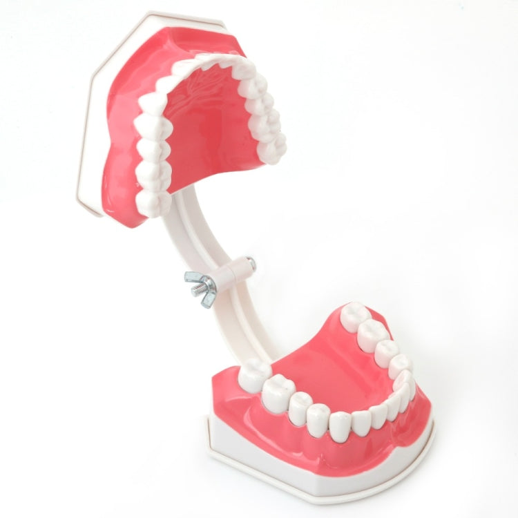 Oral Care Dental Model Children Early Education Brushing Demonstration Kindergarten Teaching Aids