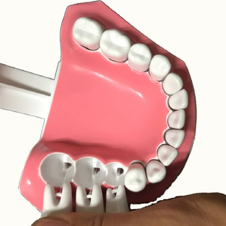 Oral Care Dental Model Children Early Education Brushing Demonstration Kindergarten Teaching Aids