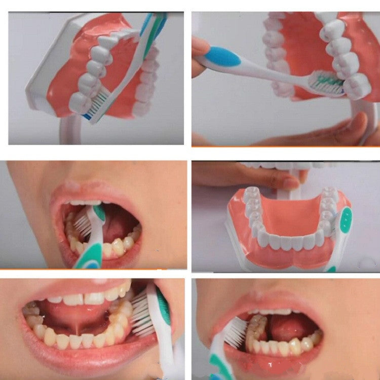 Oral Care Dental Model Children Early Education Brushing Demonstration Kindergarten Teaching Aids