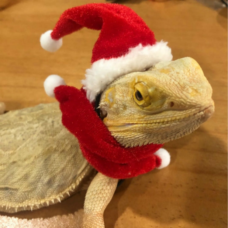 Lizard Crawling Pet Out Christmas Dress Up, Specification: Hat+Scarf