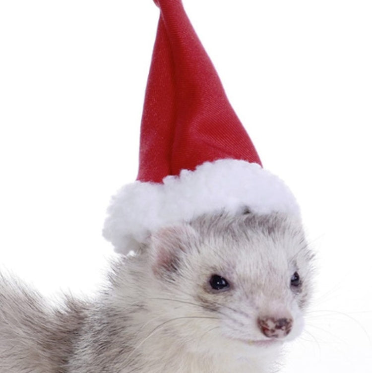 Lizard Crawling Pet Out Christmas Dress Up, Specification: Hat+Scarf
