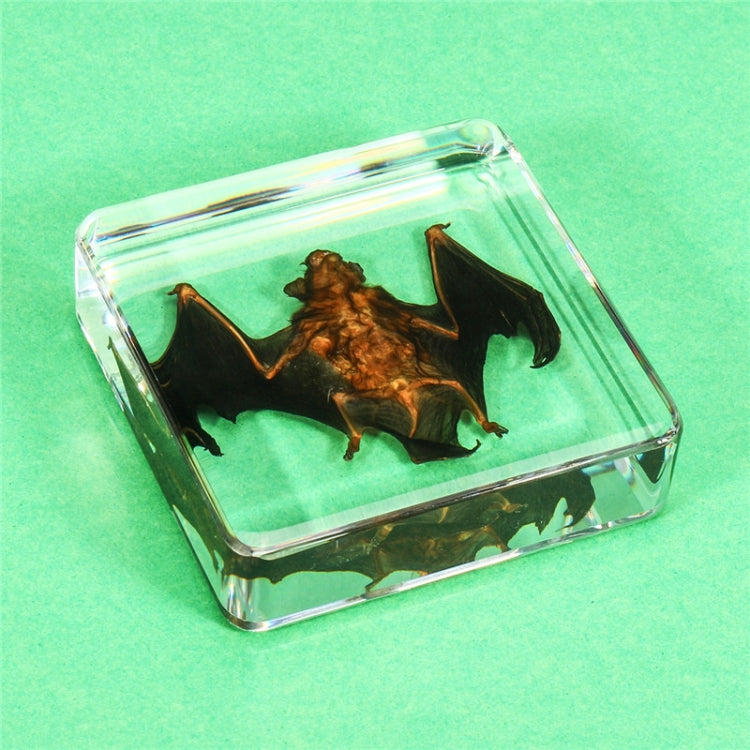 Acrylic Lucite Transparent Bat Specimens Animal Insect Bat Amber Educational Teach Supply Biological Collection 75x75x20mm