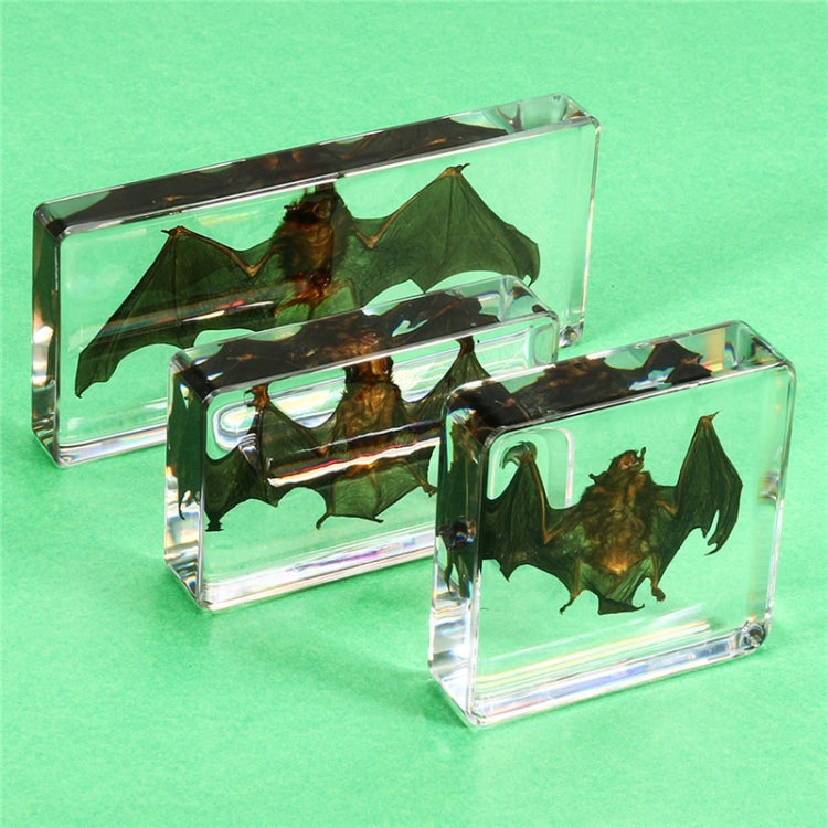 Acrylic Lucite Transparent Bat Specimens Animal Insect Bat Amber Educational Teach Supply Biological Collection 75x75x20mm