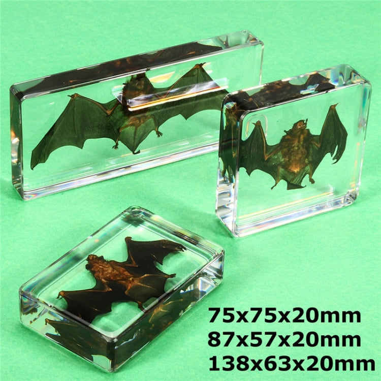 Acrylic Lucite Transparent Bat Specimens Animal Insect Bat Amber Educational Teach Supply Biological Collection 75x75x20mm