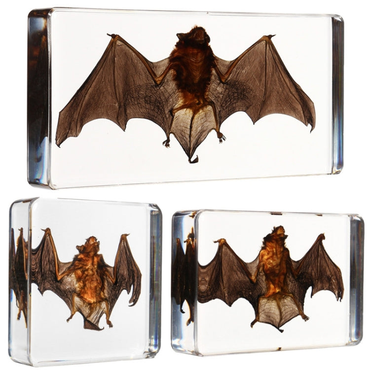 Acrylic Lucite Transparent Bat Specimens Animal Insect Bat Amber Educational Teach Supply Biological Collection 138x63x20mm