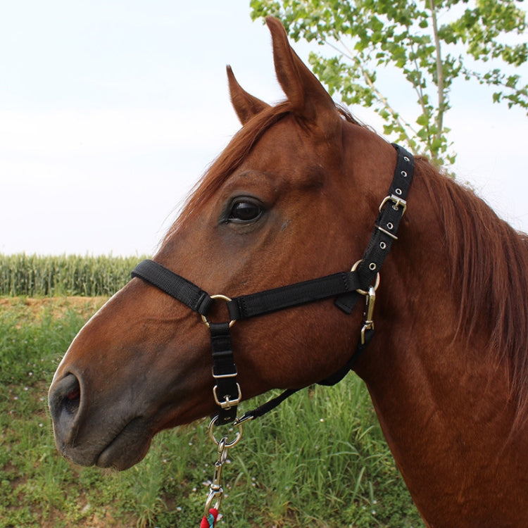 Nylon Full-Line Board Horse Rein Headstall Equestrian Supplies, Specification: L (Black)