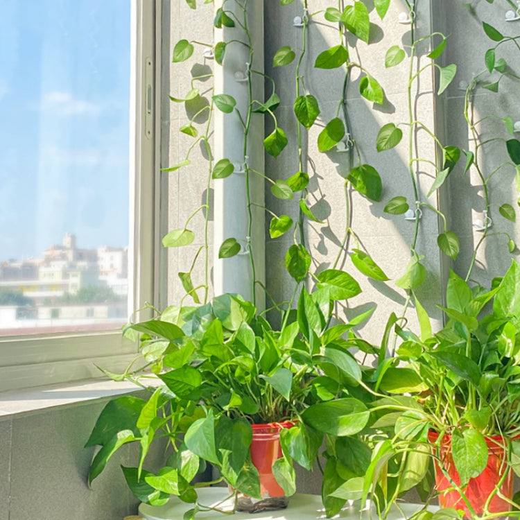 2 Packs Indoor Vine Green Plant Climbing Wall Seamless Fixer, Specification: 10PCS/Packs (Transparent)