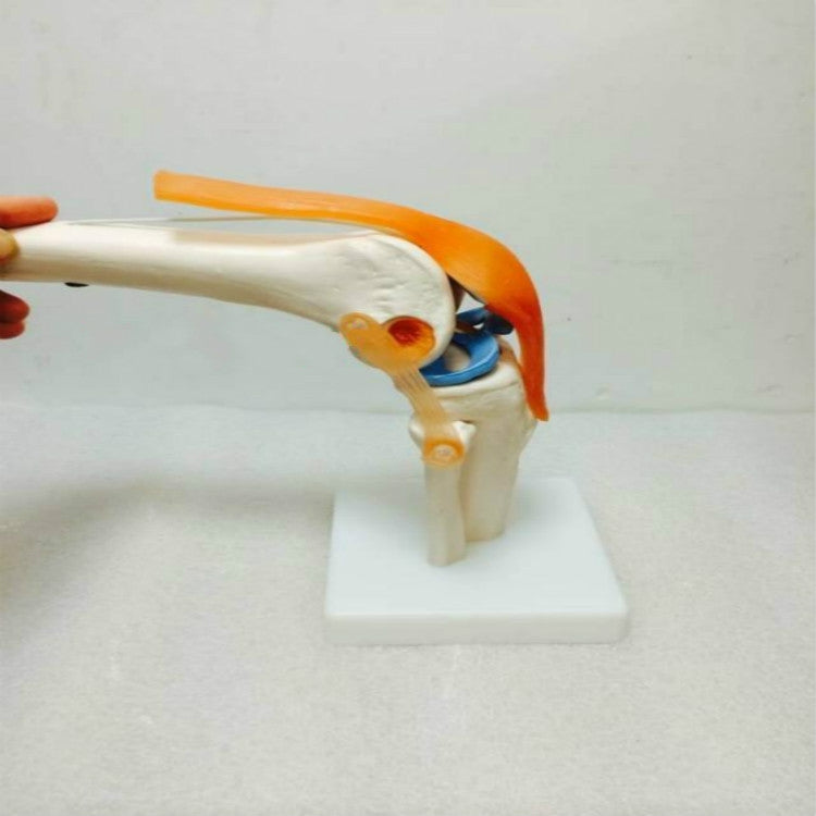 Human Knee Model Human Skeleton Model Teaching Aids