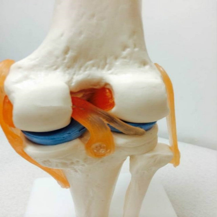 Human Knee Model Human Skeleton Model Teaching Aids