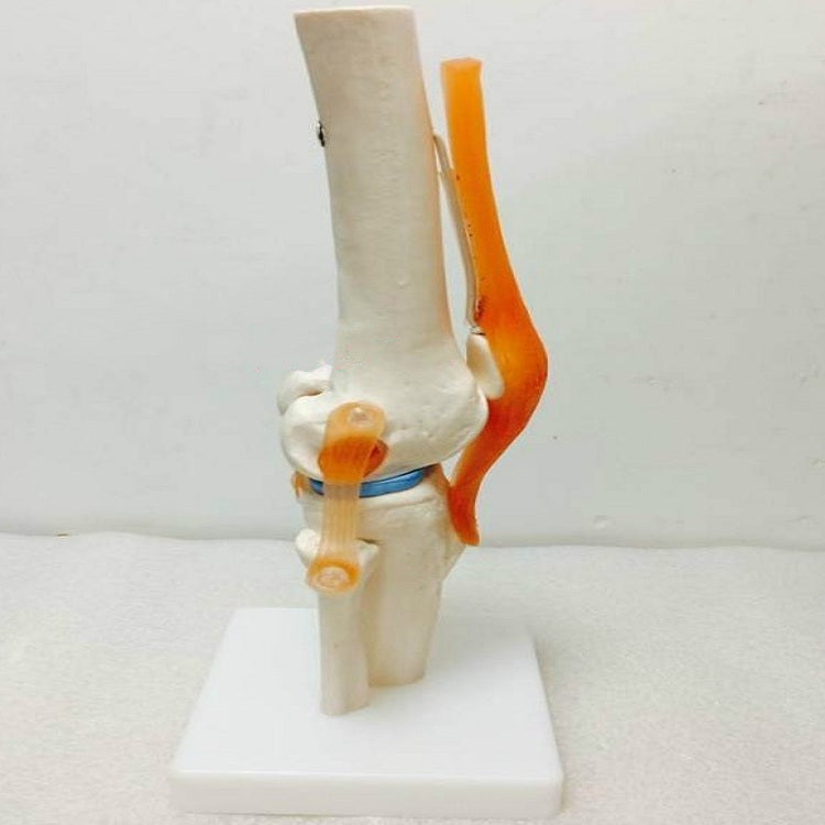 Human Knee Model Human Skeleton Model Teaching Aids