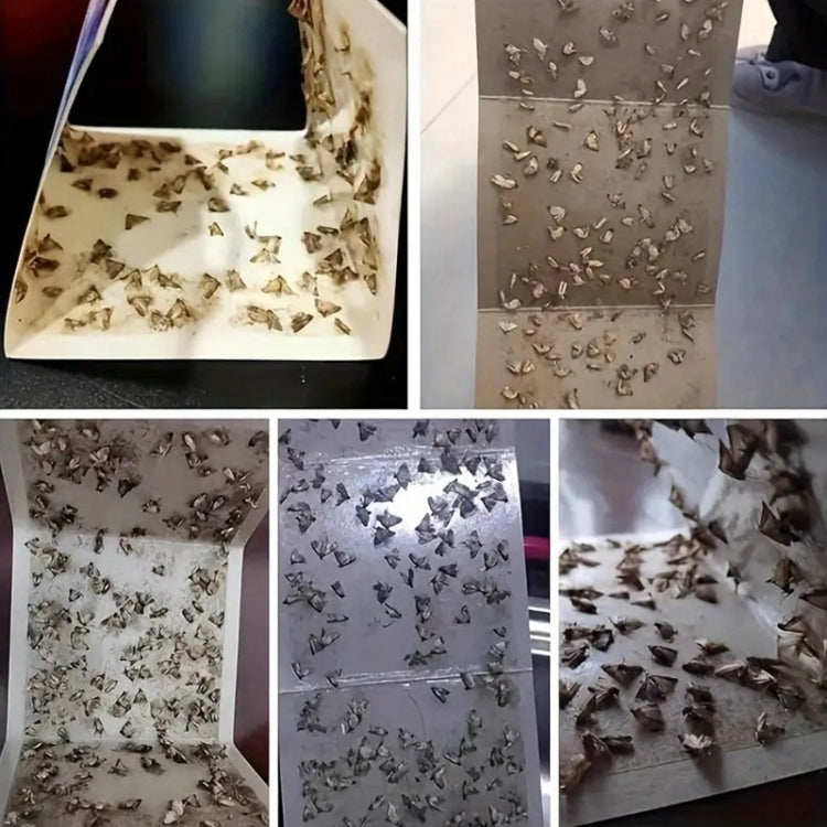Moth Catcher Insect Trap Sticker