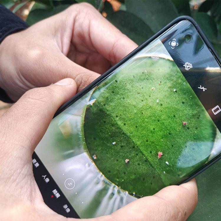 Skin Hair Follicles Scalp Macro Magnifier For Mobile Phones - S001