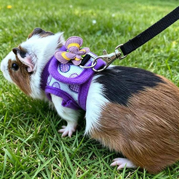 Guinea Pig Chinchilla Harness, Outdoor Walking Leash For Small Pets, Spec: Purple S
