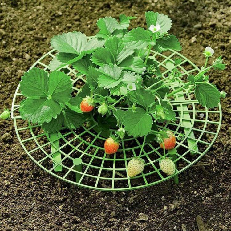 Strawberry Supports Keep Fruit Elevated to Avoid Ground Rot Strawberry Growing Cradles - Green